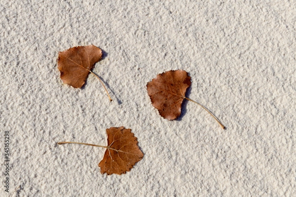 Obraz Three leaves on the sand