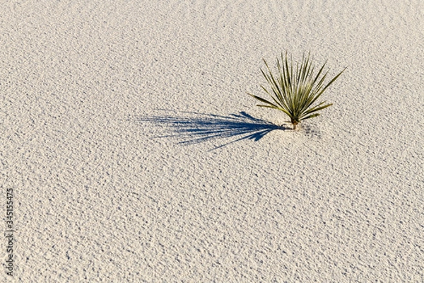 Obraz Isolated yucca plant