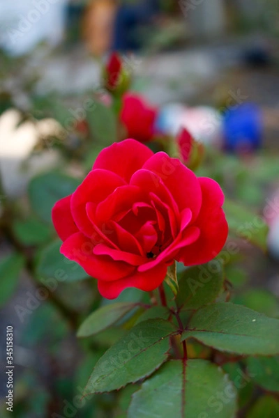 Obraz red rose in garden