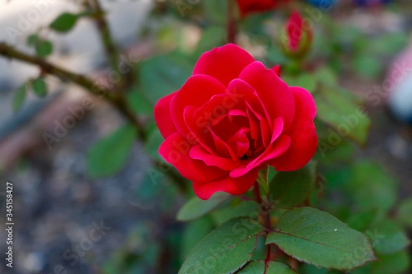 Obraz red rose in garden