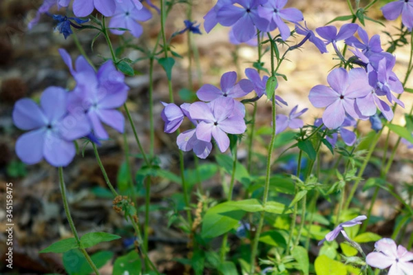 Obraz spring flowers in the garden