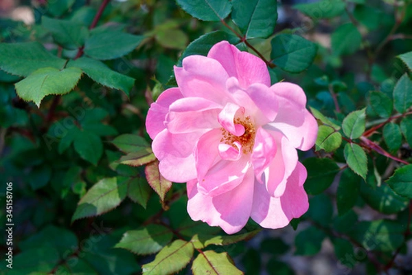 Obraz pink rose bush