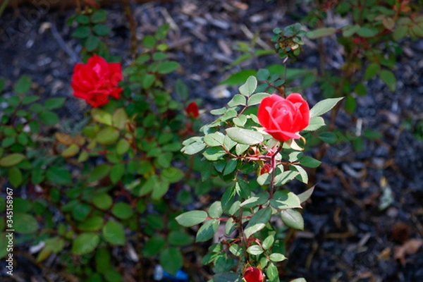 Obraz red rose in garden