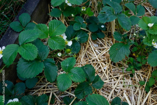 Obraz strawberry plant