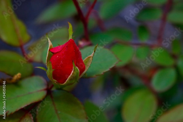 Obraz red rose bud