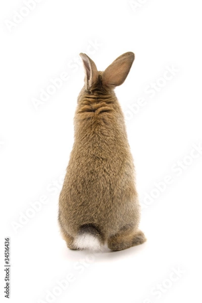Obraz Adorable rabbit isolated on white