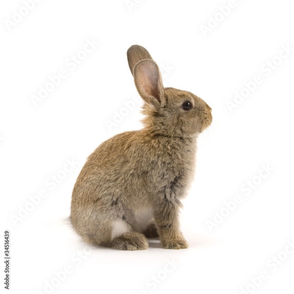Fototapeta Adorable rabbit isolated on white