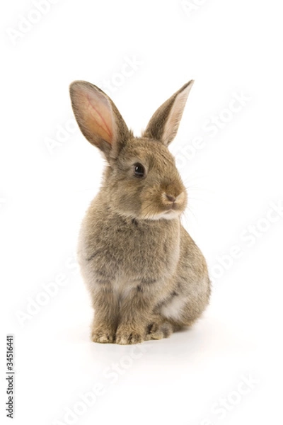 Obraz Adorable rabbit isolated on white