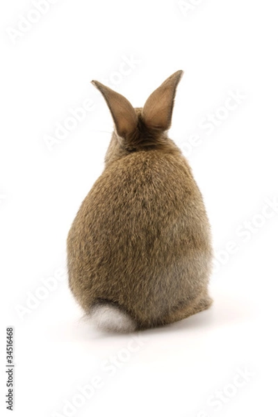 Obraz Adorable rabbit isolated on white
