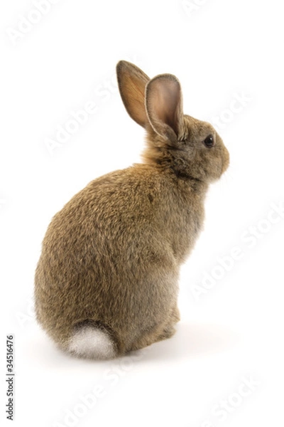 Obraz Adorable rabbit isolated on white