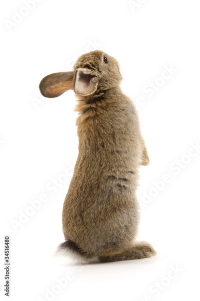 Obraz Adorable rabbit isolated on white