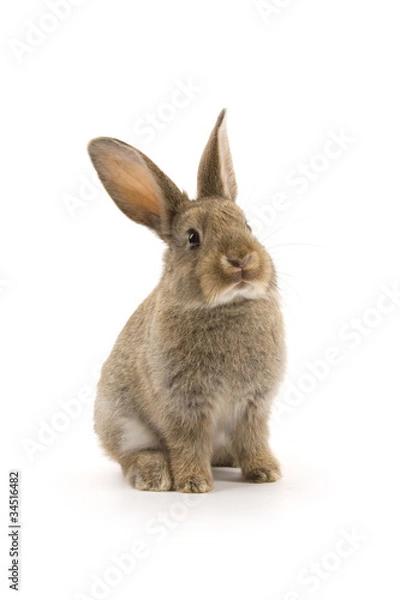 Fototapeta Adorable rabbit isolated on white