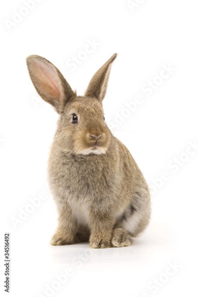 Fototapeta Adorable rabbit isolated on white