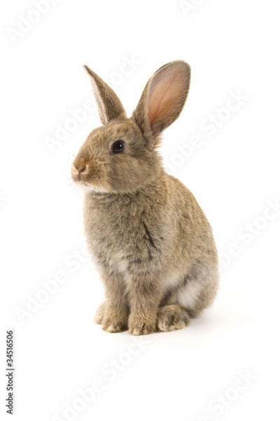 Fototapeta Adorable rabbit isolated on white