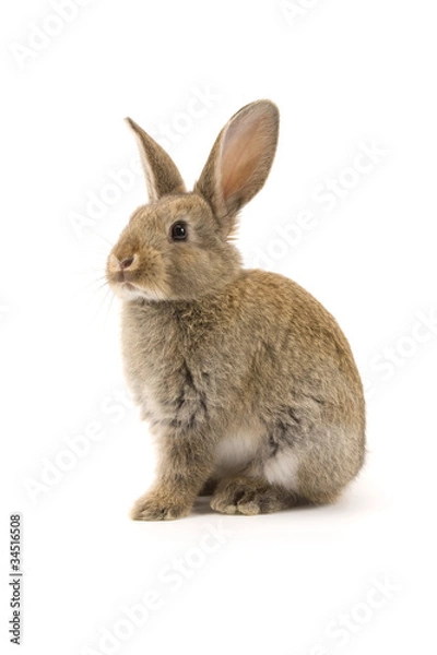 Obraz Adorable rabbit isolated on white