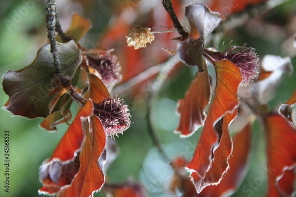 Obraz Purple common beech tree spring branches buds