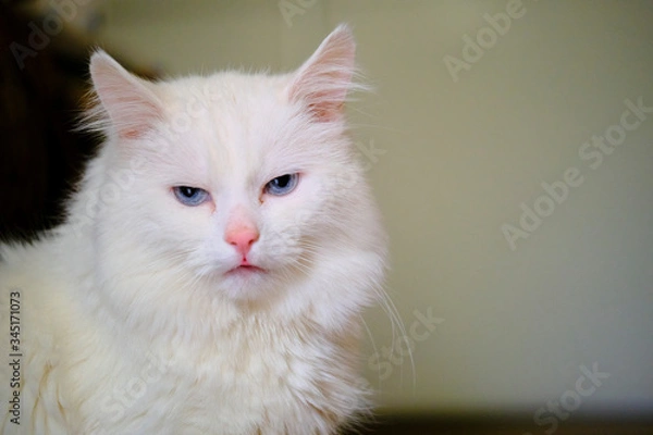 Fototapeta White Turkish angora with blue eyes color
