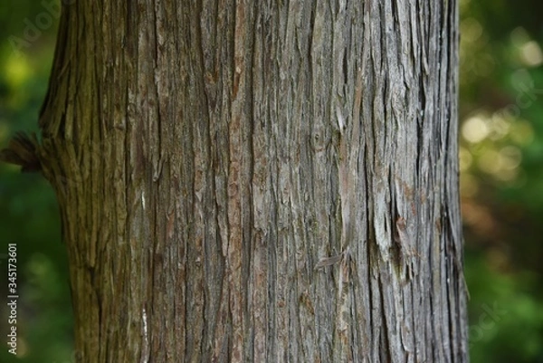 Fototapeta Japanese cedar tree trunk and bark / Cupress evergreen coniferous tree
