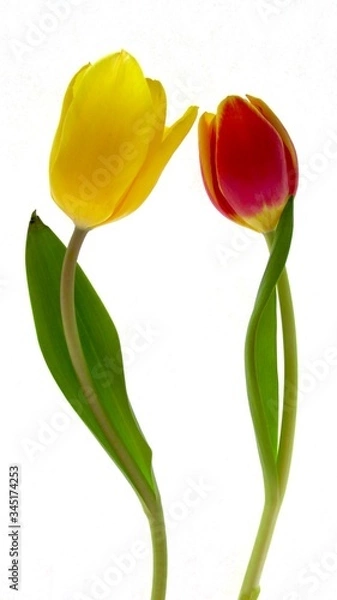 Obraz Tulips: The conversation.