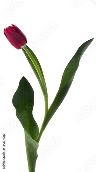 Fototapeta Tulip: Ta-da.