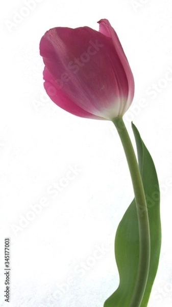 Obraz Tulip: Pretty.