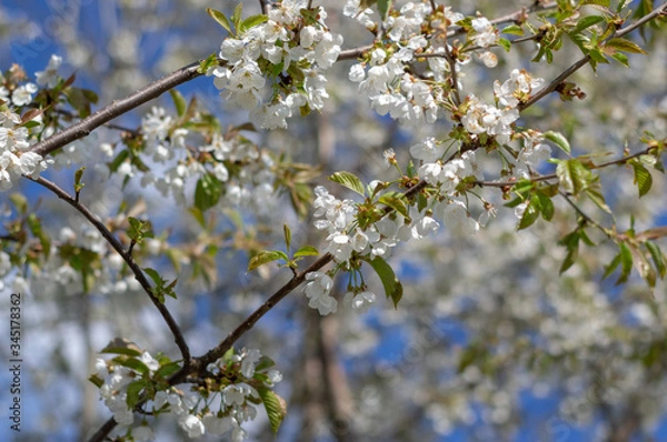 Obraz kwitnące drzewo owoceowe