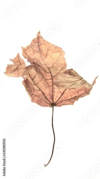Obraz Leaf:  Worn but pretty.