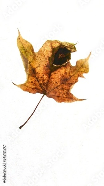 Obraz Leaf:  Some may say damaged.