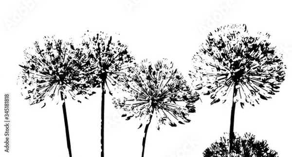 Fototapeta Abstrakter Hintergrund in schwarz weiß - Filigrane Blütenköpfe des Zierlauches 