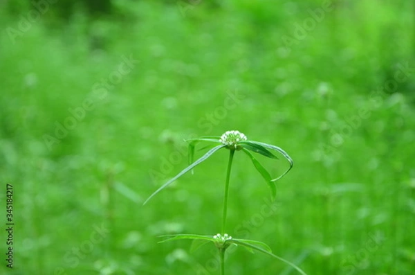 Obraz Thailand nature