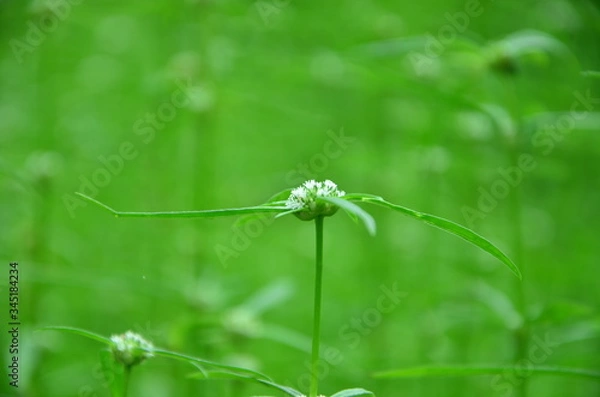 Obraz Thailand nature