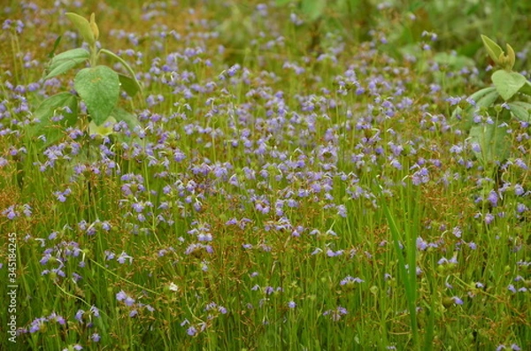 Obraz Thailand nature