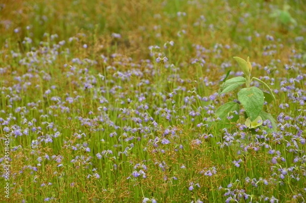 Obraz Thailand nature