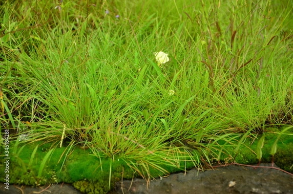 Obraz Thailand nature