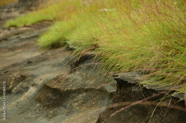 Obraz Thailand nature