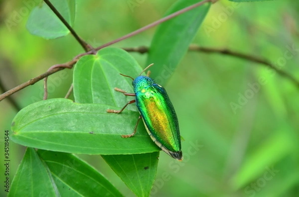 Obraz Thailand nature