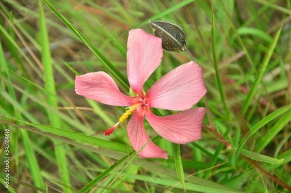 Obraz Thailand nature