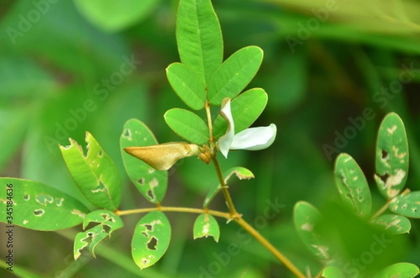 Obraz Thailand nature