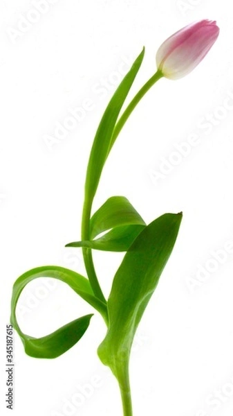 Obraz Tulip:  I am ready.