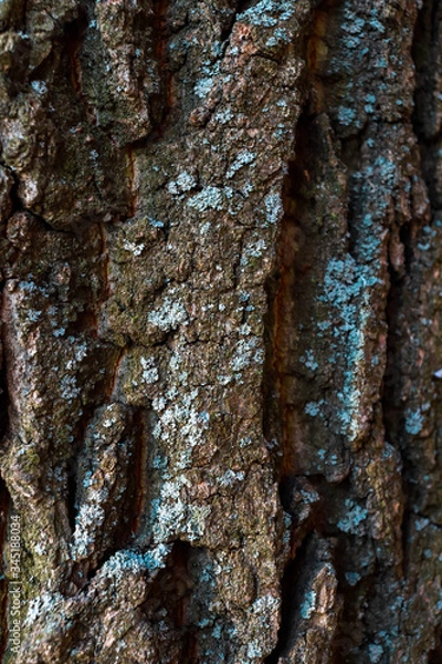 Fototapeta tree bark texture