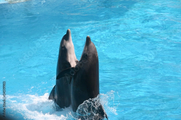 Obraz Dolphins Dance