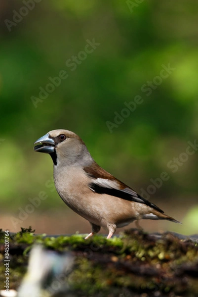 Fototapeta the female grosbeak is a passerine bird in the finch family Fringillidae.