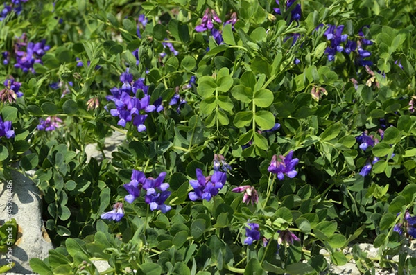 Fototapeta ハマエンドウ