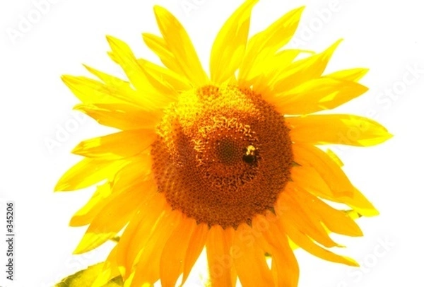 Fototapeta bumble bee on sunflower