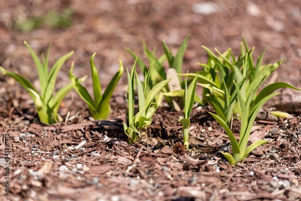 Fototapeta Sprouting Plants 