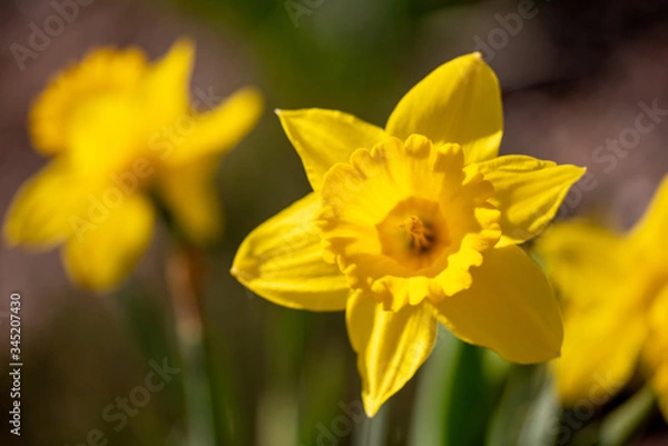 Obraz Daffodil Up Close In Maine