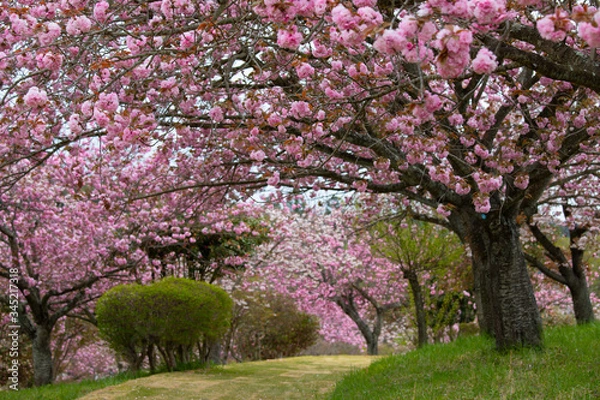 Fototapeta 八重桜の桜のトンネル（静峰公園　茨城県　日本）と満開に咲いた八重桜
