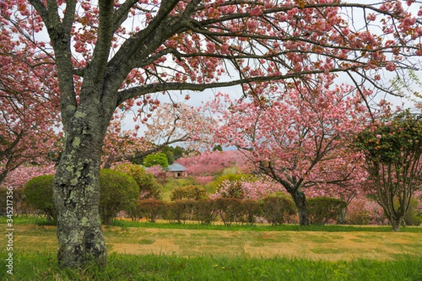 Fototapeta 静峰公園（茨城県　日本）の満開に咲いた八重桜