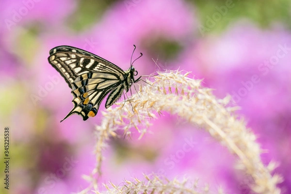 Fototapeta 호랑나비
