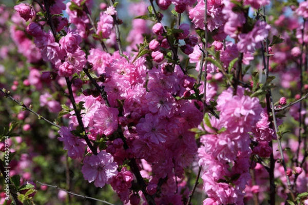 Obraz Japanese cherry. Sakura